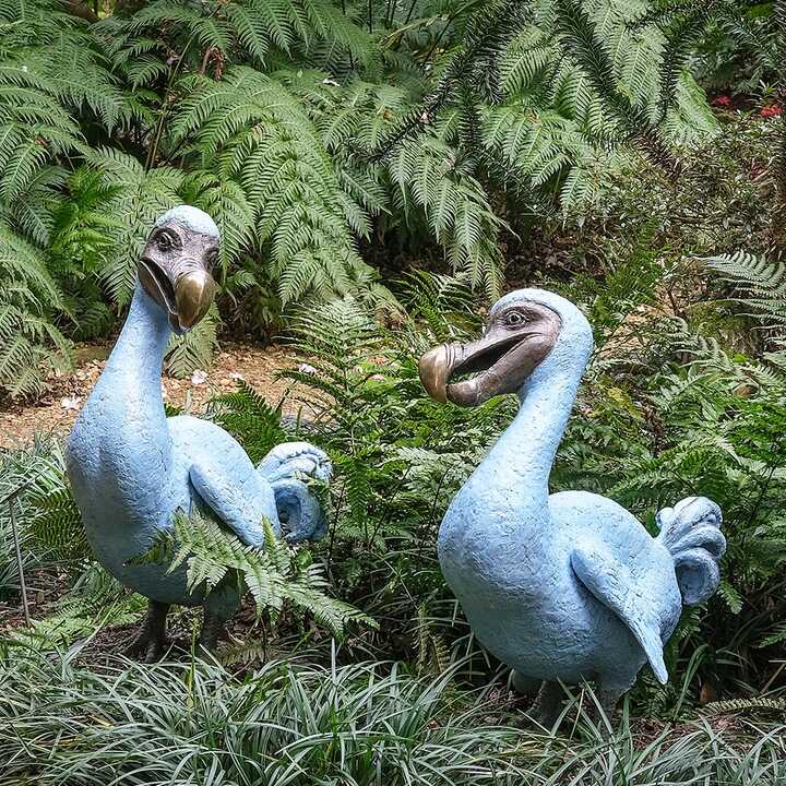 The Dodo Family