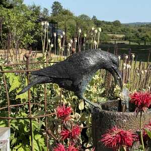 Aesop's Crow