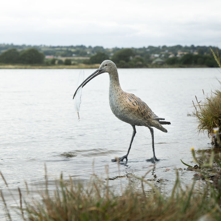 Curlew 10.jpg