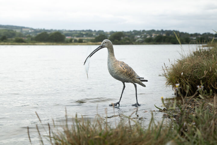 Curlew 10.jpg