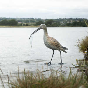 The Curlew and Quill garden sculpture