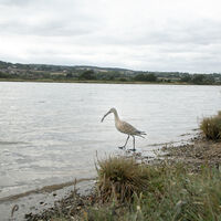 Curlew 2.jpg