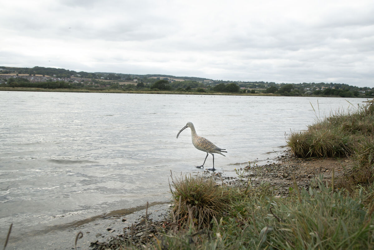 Curlew 2.jpg