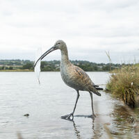 Curlew 8.jpg