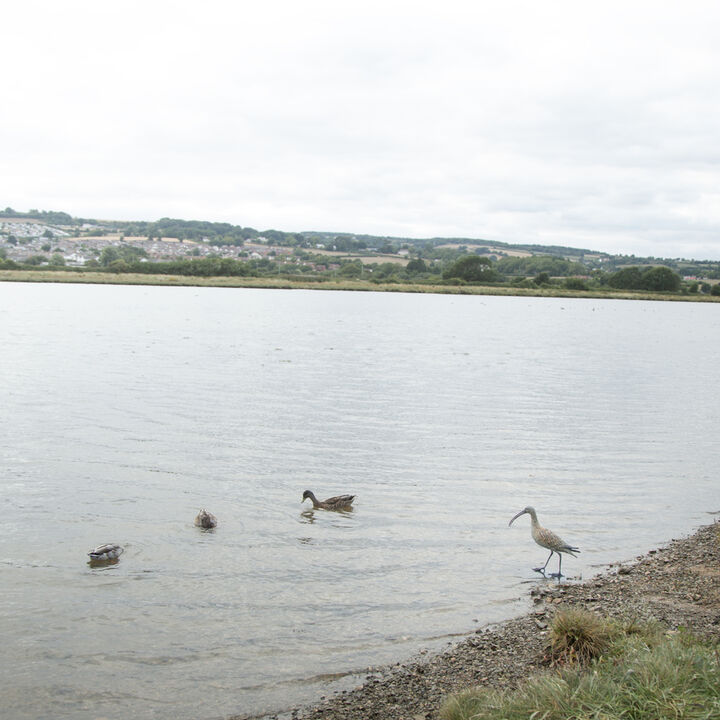 Curlew landscape.jpg