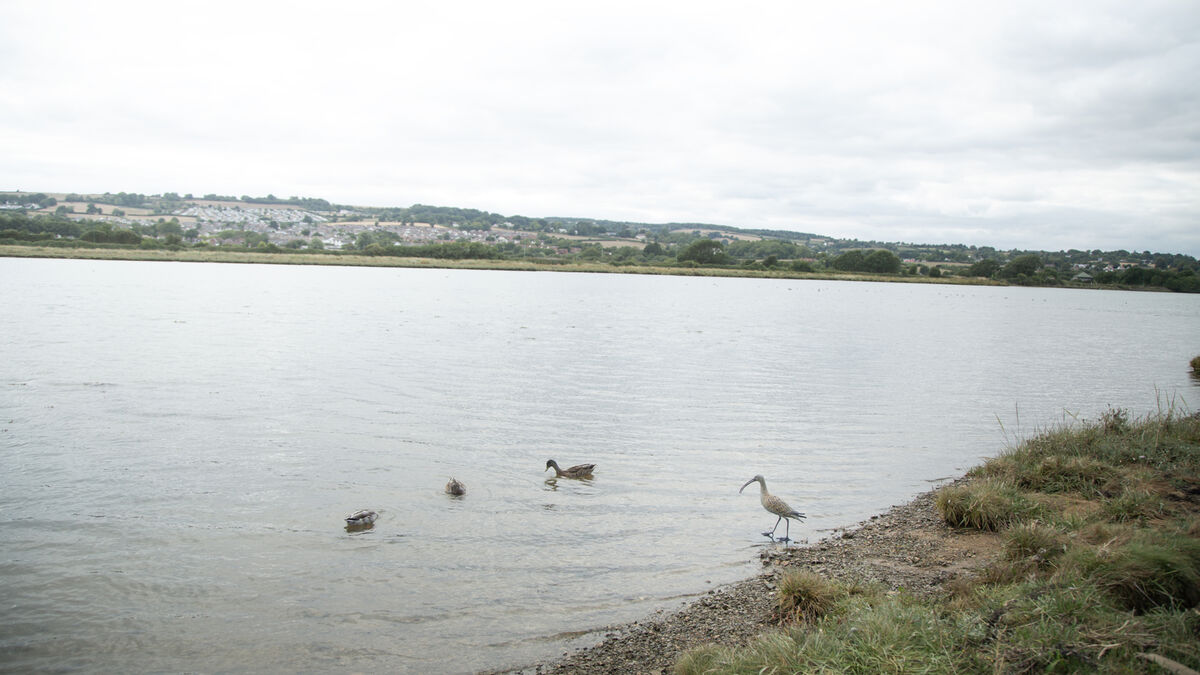 Curlew landscape.jpg