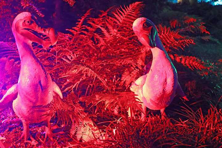 dodo illuminate