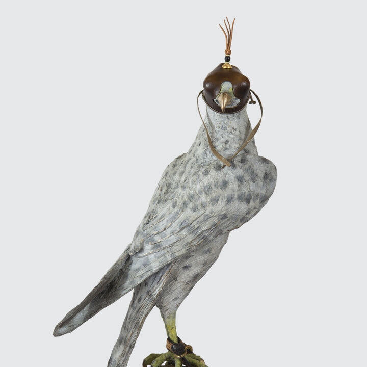 Falcon Images