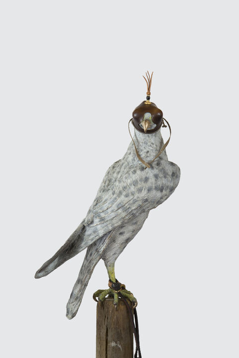 Falcon Images