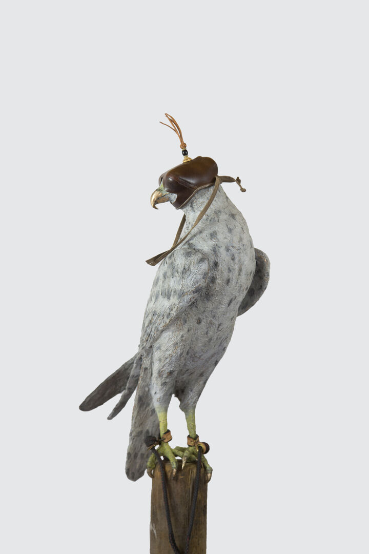 Falcon Images 2