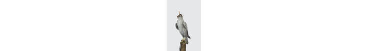 Falcon Images 3