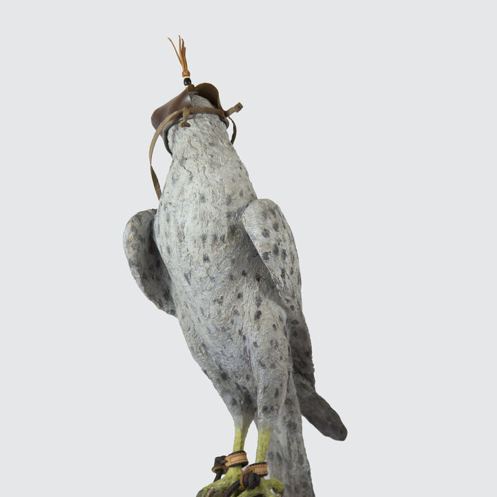 Falcon Images 3