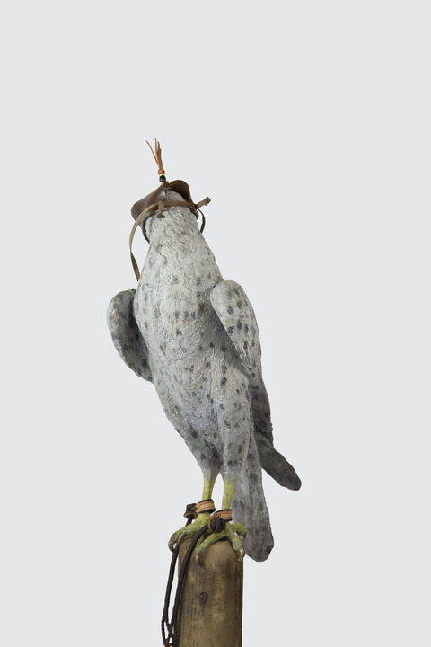 Falcon Images 3