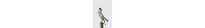 Falcon Images 4