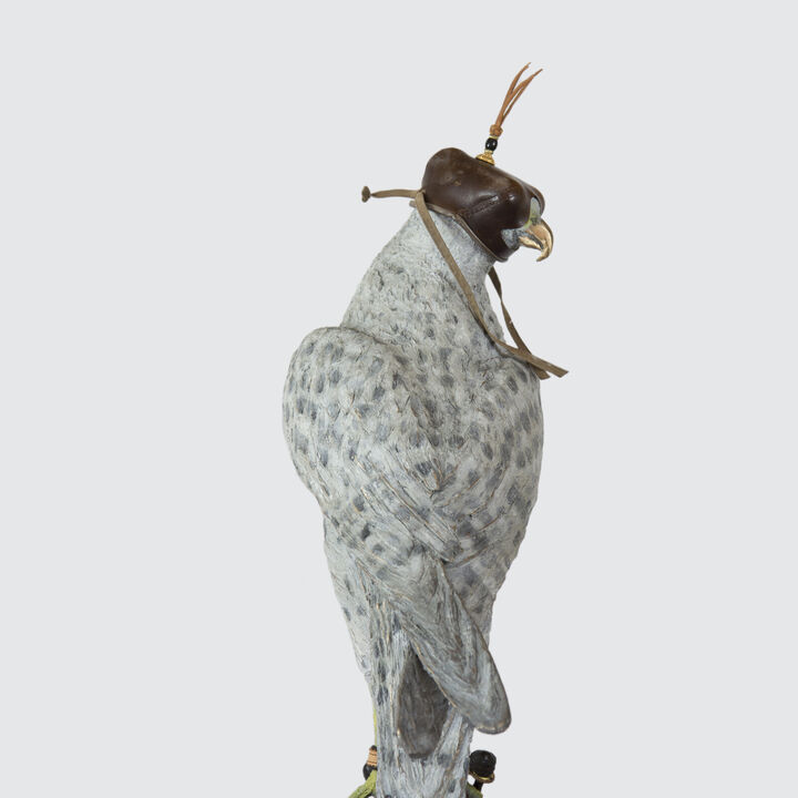 Falcon Images 5