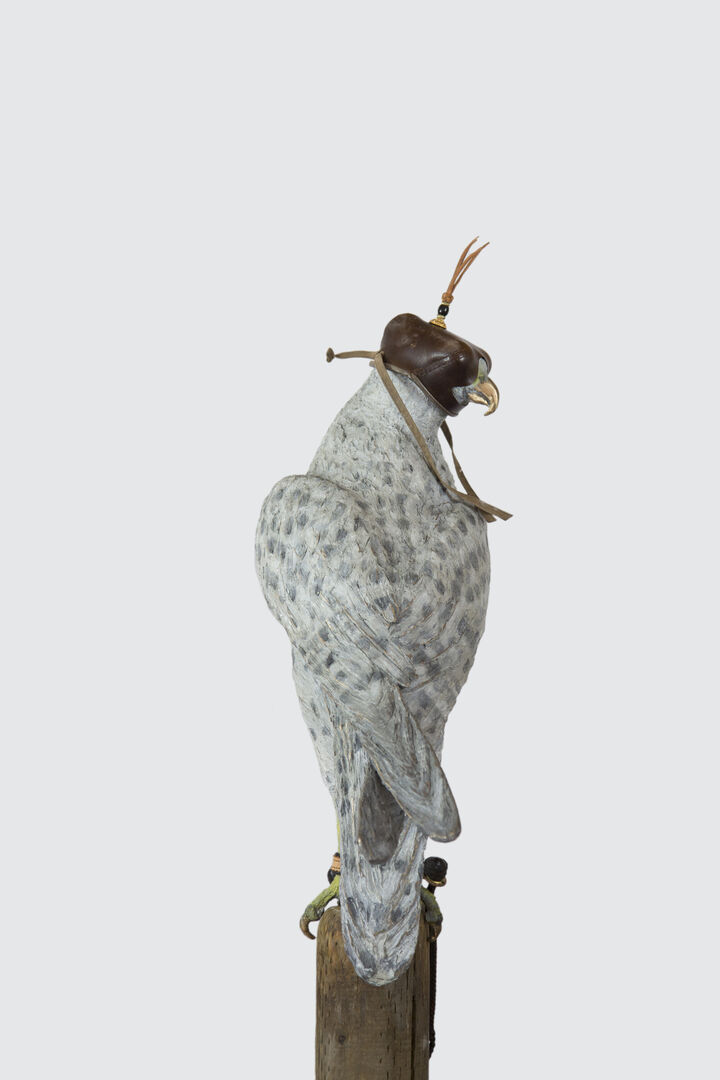 Falcon Images 5