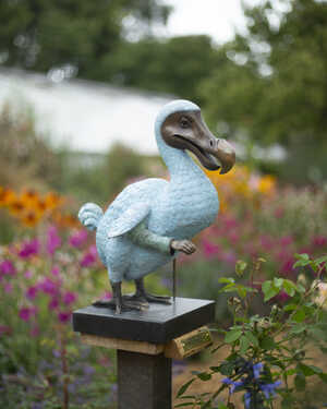 Mr Dodo Esquire at Forde Abbey