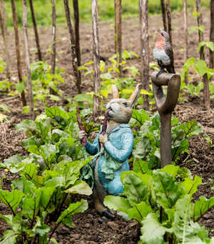 Peter Rabbit Eating Radishes