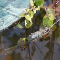 Jack Sharp Stickle Back.jpg