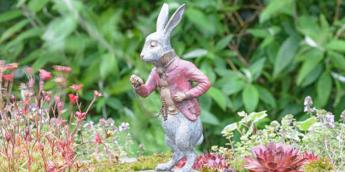white rabbit minature white rabbit minature