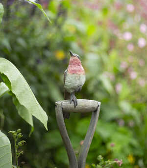 Robin and Spade installed next to a Peter Rabbit Eating Radishes sculpture