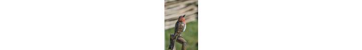 Robin on a Spade 3