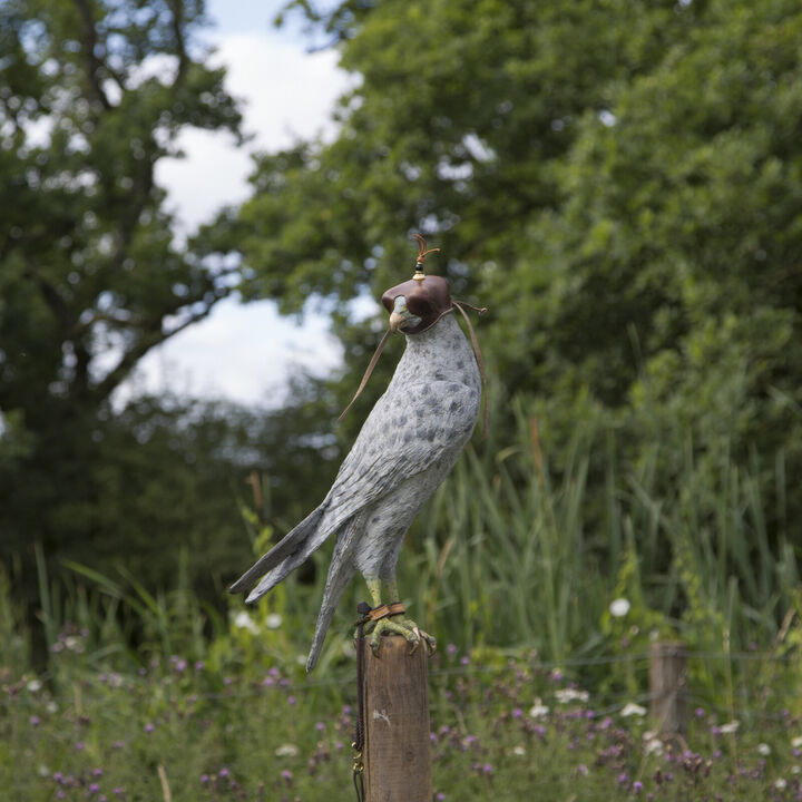 Falcon Images 6