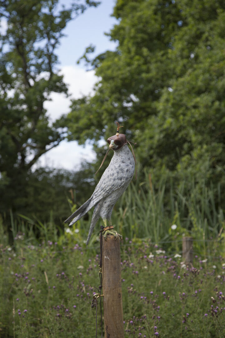 Falcon Images 6