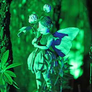 clover fairy illuminate