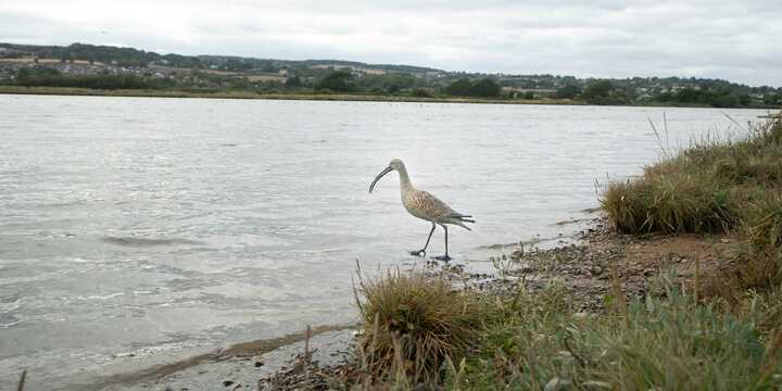 Alice in Wonderland sculpture