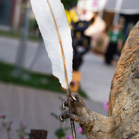 Wol Detail2.jpg